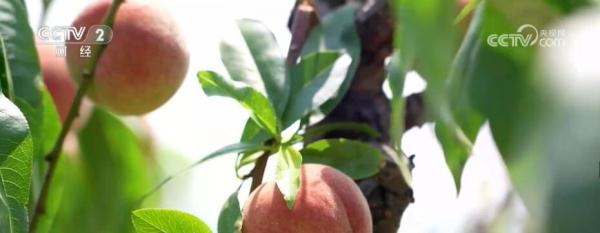 各地瓜果抢“鲜”上市 特色农产品“种得好”“销得旺” 各地瓜果抢“鲜”上市 特色农产品“种得好”“销得旺”