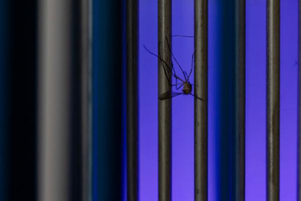 可致命！一地发现多个病例，症状似“二阳”，极易被误诊