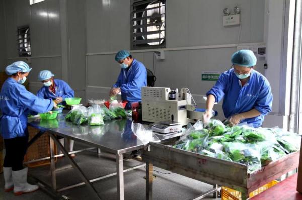 一片竹林带旺的南粤美丽乡村