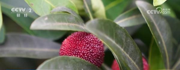 各地瓜果抢“鲜”上市 特色农产品“种得好”“销得旺” 各地瓜果抢“鲜”上市 特色农产品“种得好”“销得旺”