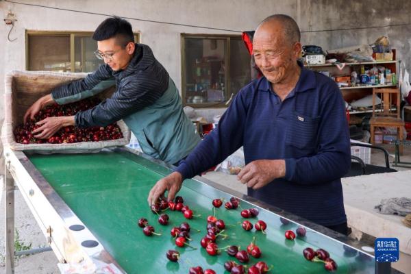 樱桃小镇购销两旺 樱桃小镇购销两旺