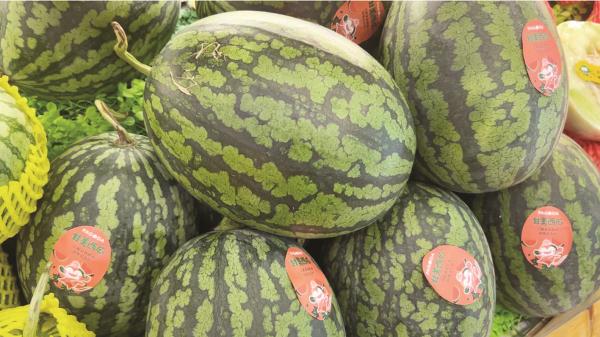 今年大热的4K西瓜到底是啥瓜?西瓜也讲究“清晰度”吗? 今年大热的4K西瓜到底是啥瓜?西瓜也讲究“清晰度”吗?