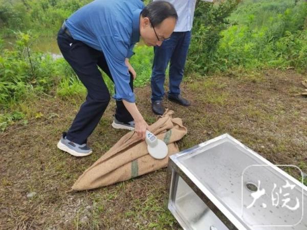 再放归200条！安徽累计放归扬子鳄将达1608条，它们会伤人吗？