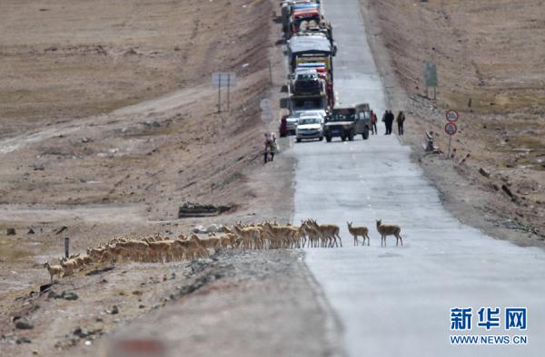 藏羚羊过马路车辆请注意