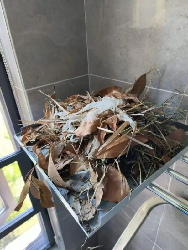 国家二级保护动物住进小区，居民为难了