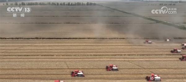 安徽阜南全面抢收126万亩小麦 多举施确保颗粒归仓