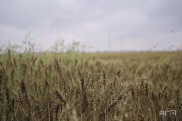 河南部分地区小麦发芽严重，受灾农户如何理赔？记者实地探访！
