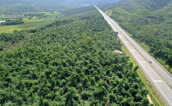 一片竹林带旺的南粤美丽乡村