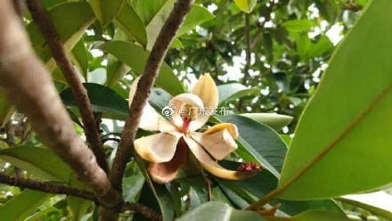 南昆山极危物种长梗木莲再度绽放