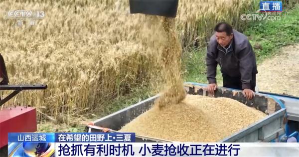 山西运城抢抓天气晴好有利时机 小麦抢收正在进行中