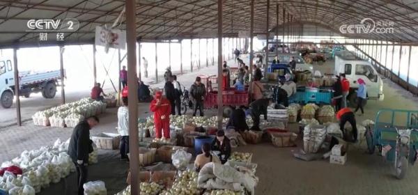 各地瓜果抢“鲜”上市 特色农产品“种得好”“销得旺” 各地瓜果抢“鲜”上市 特色农产品“种得好”“销得旺”