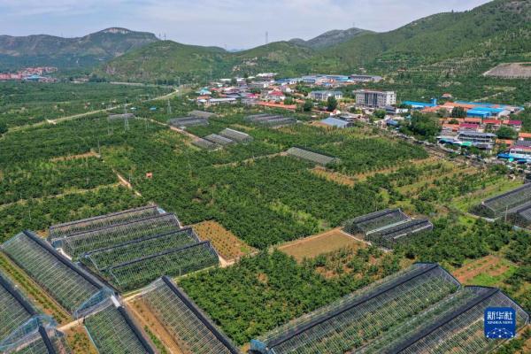 樱桃小镇购销两旺 樱桃小镇购销两旺