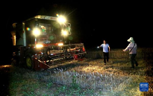 河南:昼夜抢收小麦 河南:昼夜抢收小麦