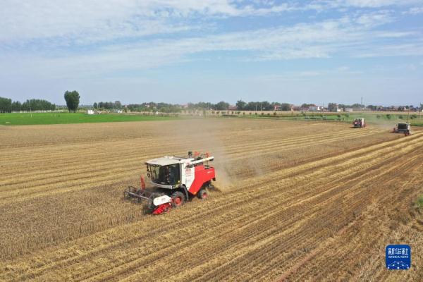 河南:昼夜抢收小麦 河南:昼夜抢收小麦
