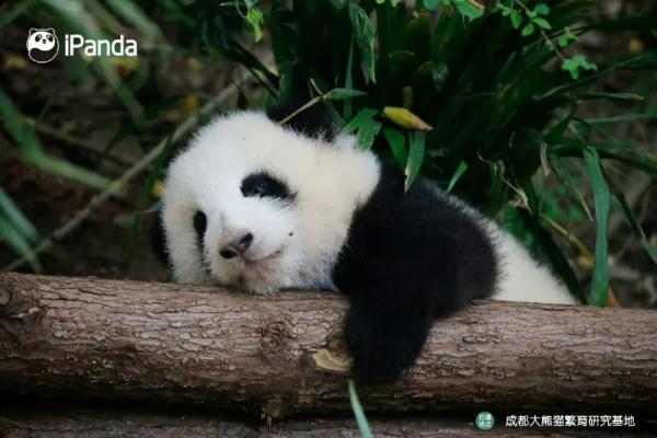准备接受幼崽们的可爱“暴击”