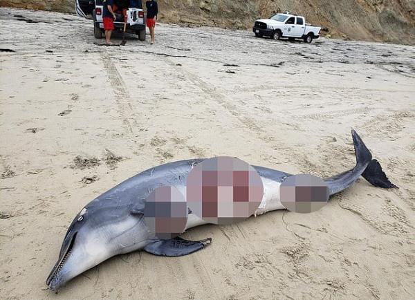 “令人震惊”！外媒曝美加州海岸一幕：一群鲨鱼撕咬海豚幼崽