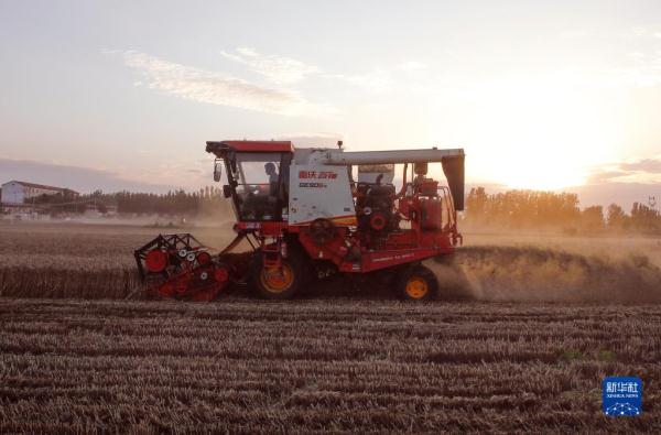 河南:昼夜抢收小麦 河南:昼夜抢收小麦