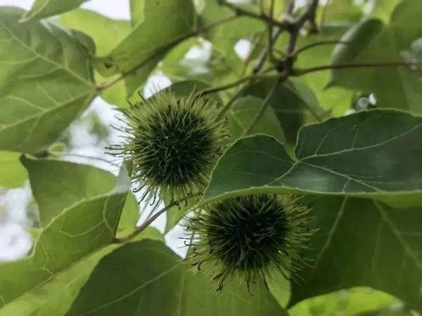 主汛期伊始,天气异常已露端倪!多地突发龙卷风,上海气温冲高下跌再迎雨水 主汛期伊始,天气异常已露端倪!多地突发龙卷风,上海气温冲高下跌再迎雨水