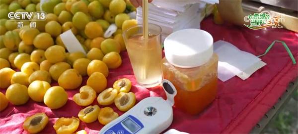 新疆巴州8万亩轮台白杏迎来采收季 特色产业带来甜蜜收益 新疆巴州8万亩轮台白杏迎来采收季 特色产业带来甜蜜收益