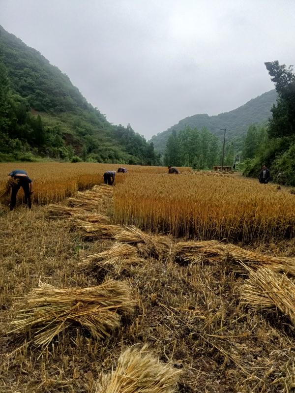 遭遇“烂场雨”后 河南淅川:“三夏”时节抢收忙 遭遇“烂场雨”后 河南淅川:“三夏”时节抢收忙