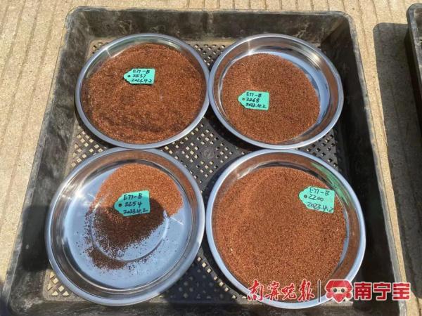 首次！广西桉树育种实验材料飞向太空