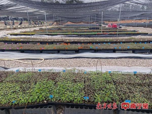 首次！广西桉树育种实验材料飞向太空