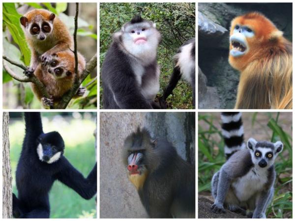 “灵长类基因组计划”取得重大进展 公布27种灵长类动物基因组数据