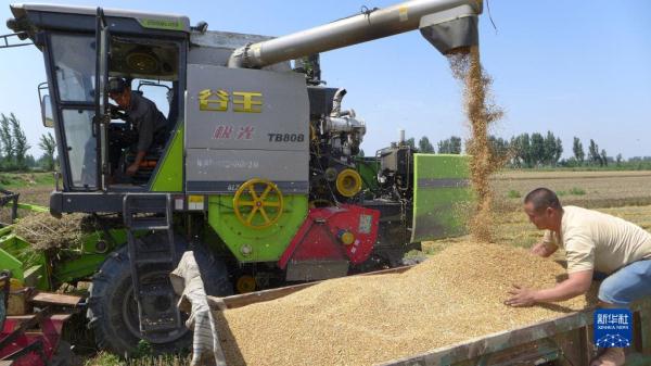 河南:昼夜抢收小麦 河南:昼夜抢收小麦