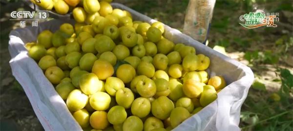 新疆巴州8万亩轮台白杏迎来采收季 特色产业带来甜蜜收益 新疆巴州8万亩轮台白杏迎来采收季 特色产业带来甜蜜收益