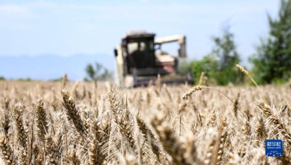 河南:昼夜抢收小麦 河南:昼夜抢收小麦