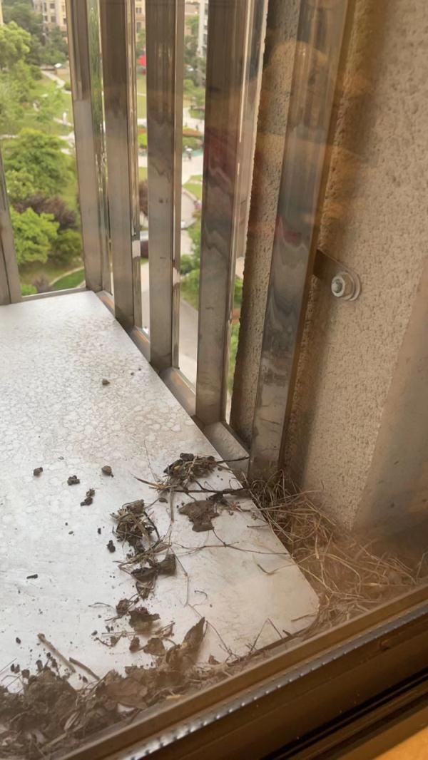 杭州女子家中闯入“陌生住客”，再也不敢开窗...