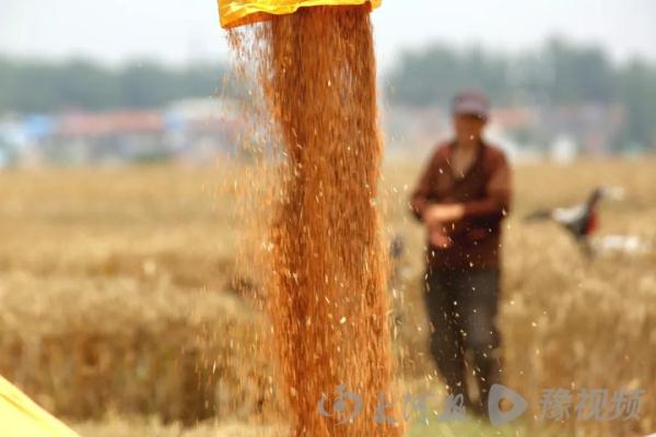 争分夺秒！河南已收获小麦2757万亩，最新麦收进度来了↓