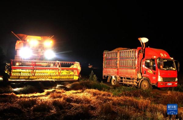 河南:昼夜抢收小麦 河南:昼夜抢收小麦