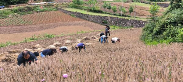 遭遇“烂场雨”后 河南淅川:“三夏”时节抢收忙 遭遇“烂场雨”后 河南淅川:“三夏”时节抢收忙