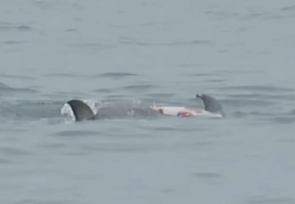 “令人震惊”！外媒曝美加州海岸一幕：一群鲨鱼撕咬海豚幼崽