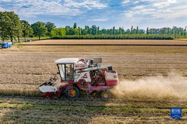河南:昼夜抢收小麦 河南:昼夜抢收小麦