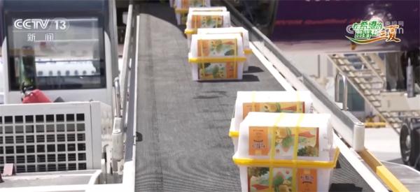 新疆巴州8万亩轮台白杏迎来采收季 特色产业带来甜蜜收益 新疆巴州8万亩轮台白杏迎来采收季 特色产业带来甜蜜收益