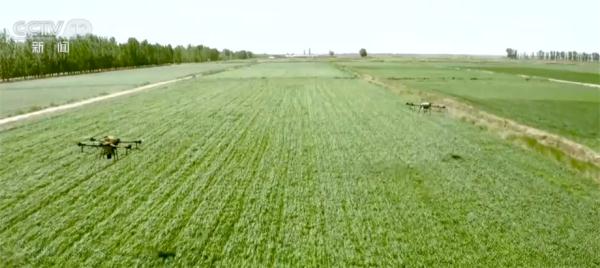 内蒙古河套灌区麦田荡起绿波浪 科学助力稳产保丰收