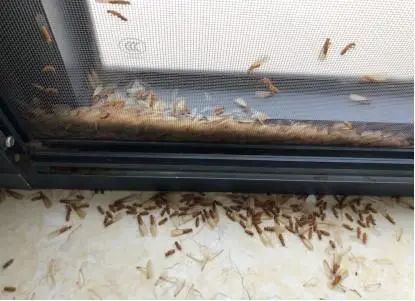 白蚁防治七大疑问，广州官方权威解答