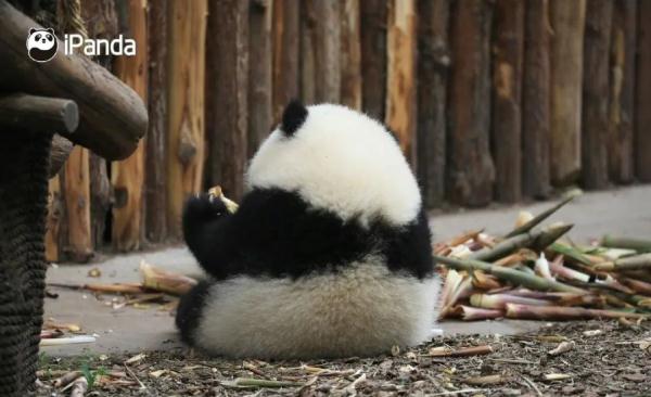 准备接受幼崽们的可爱“暴击”