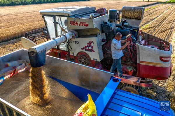 河南:昼夜抢收小麦 河南:昼夜抢收小麦