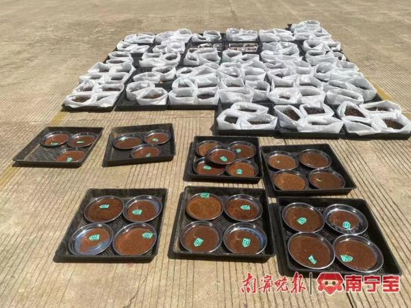 首次！广西桉树育种实验材料飞向太空