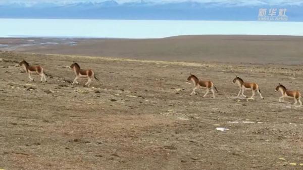 多种野生动物现身青海哈拉湖