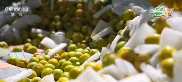 新疆巴州8万亩轮台白杏迎来采收季 特色产业带来甜蜜收益 新疆巴州8万亩轮台白杏迎来采收季 特色产业带来甜蜜收益