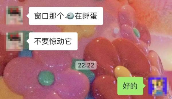 杭州女子家中闯入“陌生住客”，再也不敢开窗...