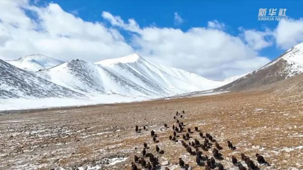 多种野生动物现身青海哈拉湖