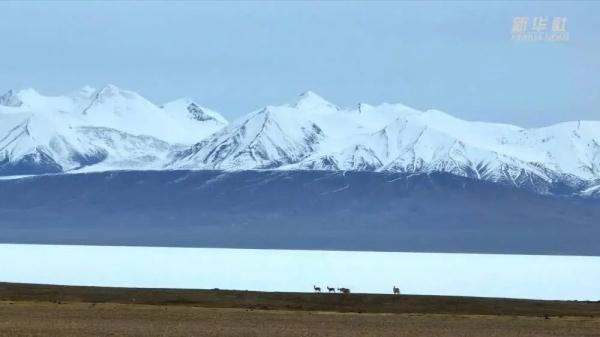 多种野生动物现身青海哈拉湖