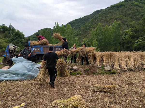 遭遇“烂场雨”后 河南淅川:“三夏”时节抢收忙 遭遇“烂场雨”后 河南淅川:“三夏”时节抢收忙