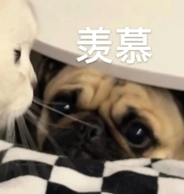 荒野求生？这届“特种兵”大学生开始了野外生存！