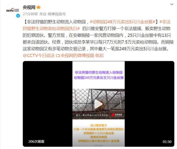 非法狩猎的野生动物流入动物园，动物园249万元卖出5只川金丝猴